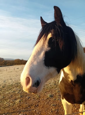 The time I almost got my first pony...