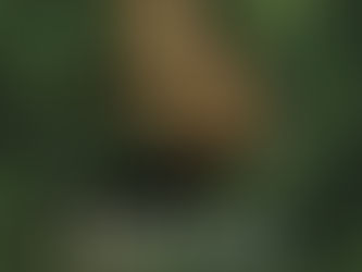 ANIMAL KINGDOM / HAYVAN KRALLIĞI