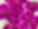 Cattleya_top.jpeg