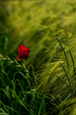 le coquelicot  des champs