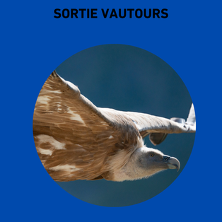 Randonnée découverte des vautours