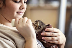 KittenNurseryUncroppedIMG_0608-14bnanh.j