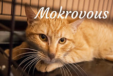 Mokrovous.jpg