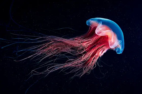 jellyfish.webp