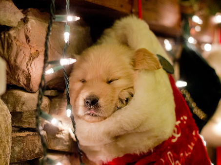 Stocking Stuffers & Presents under the Tree