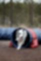 chien dans un tunnel en agility