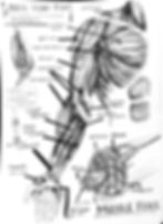 Arm Muscle Studies