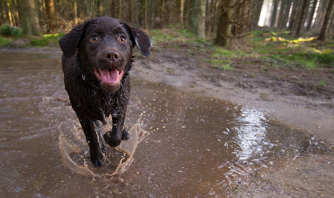 dog walker sheffield crookes