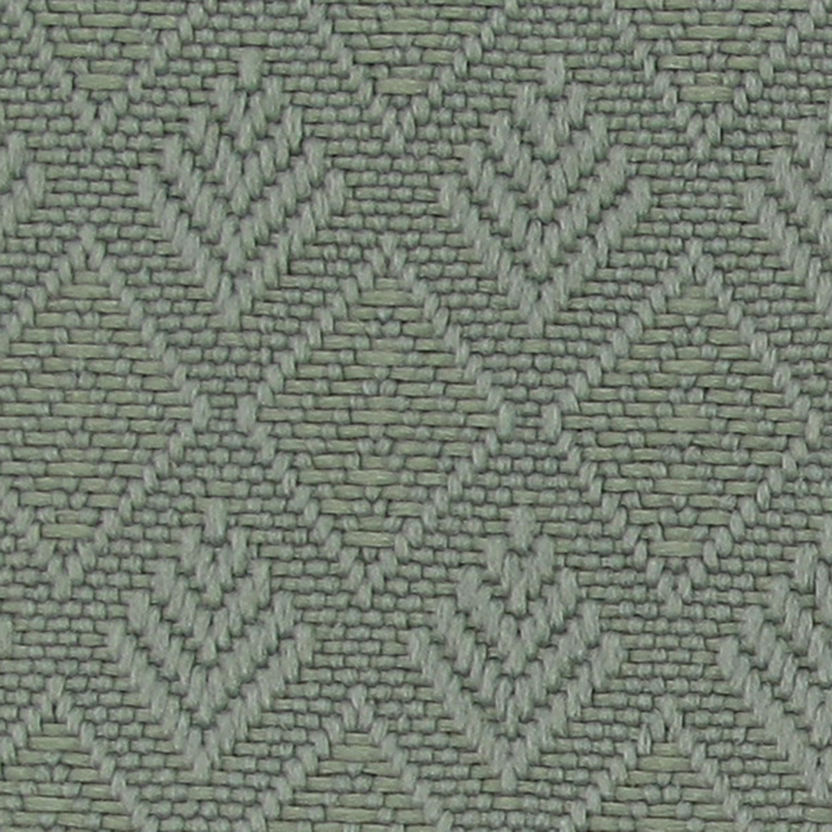Fern 13
