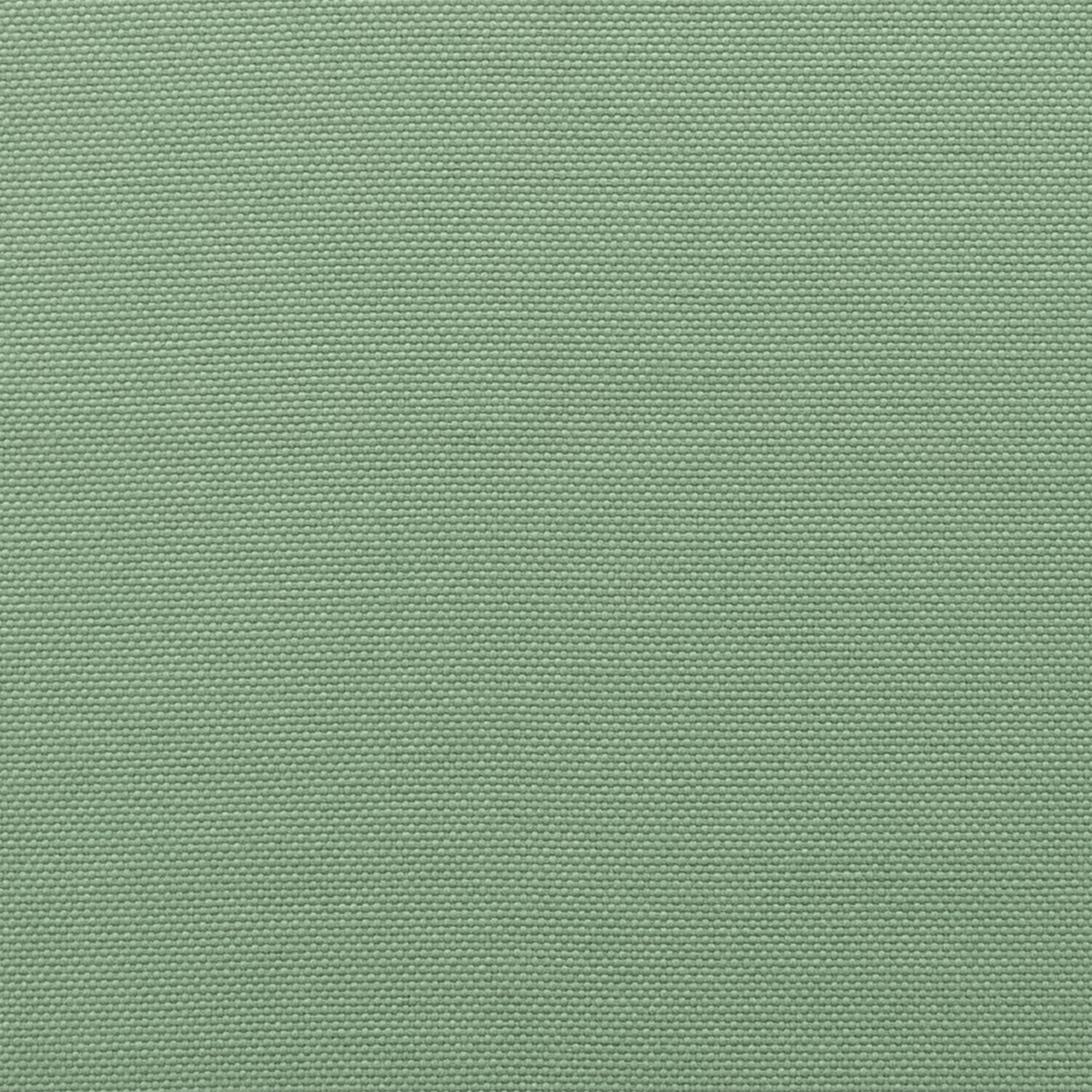 Fern 29