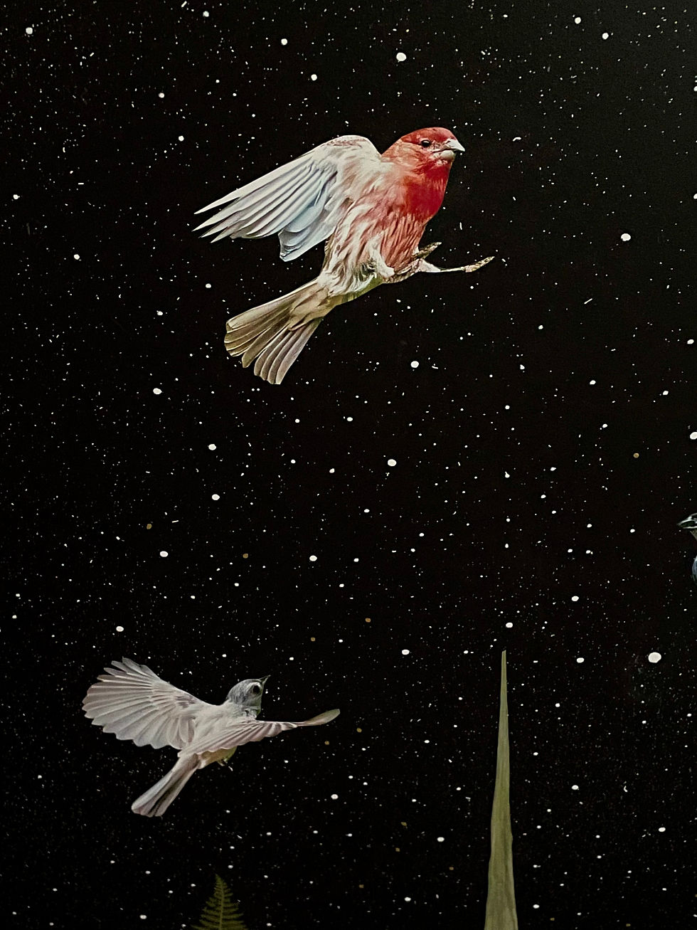 Thumbnail: Birds 5