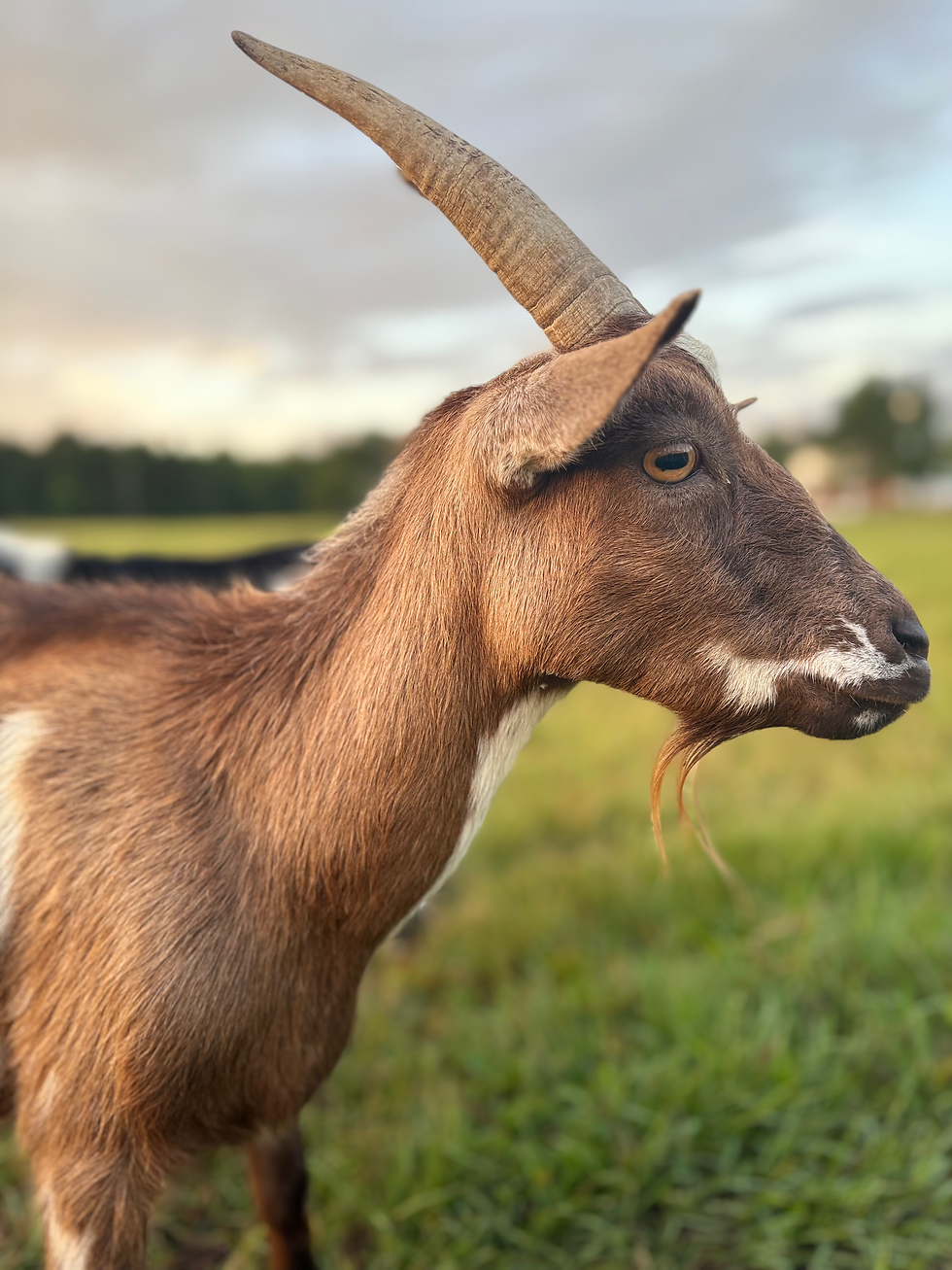 Animals of Autumn: How Our Herd Prepares for Winter