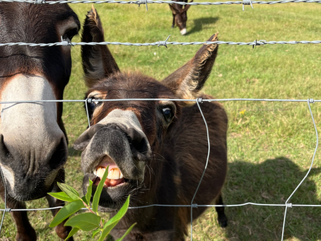 Mornings on the Ranch: Your Guide to Blueberry Hills