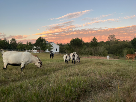 The Magic of Golden Hour in Late Spring: How to Capture It at the Ranch