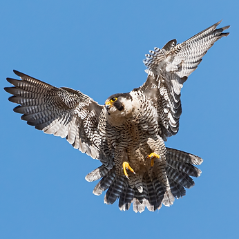 beginner-photography-tuition-class-lessons-local-peregrine.png