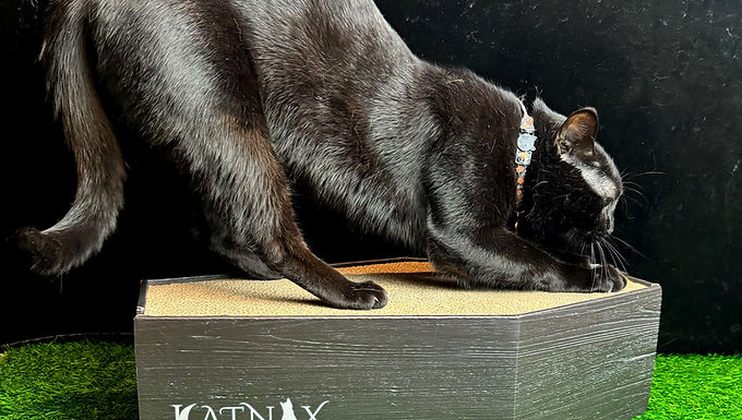 Deluxe Coffin Cat Scratcher - Four Reversible Refills