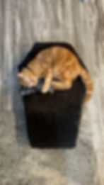 Thumbnail: Coffin Cat Kicker Toy with Catnip - Bats in Pink