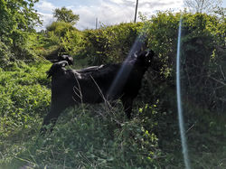 Grazing hedgerows.jpg