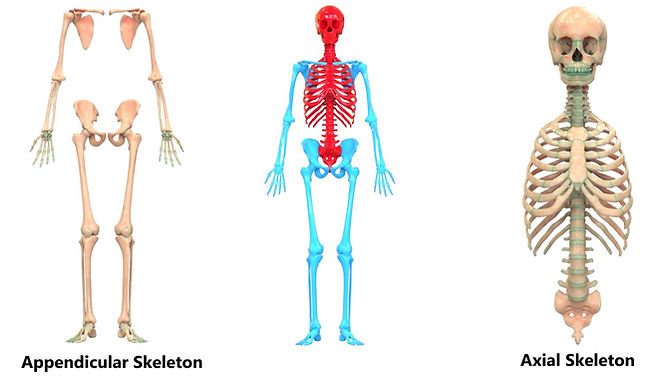 skeleton2.JPG
