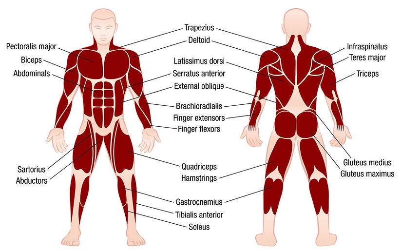 muscle.JPG