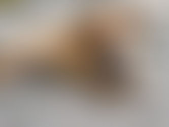 Principais Leis de Proteção Animal no Estado de São Paulo 