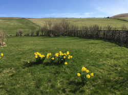 Daffs in the back garden