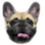 Franse Bulldog 3D kussen