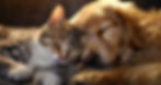 vecteezy_ai-generated-golden-retriever-and-tabby-cat-sleeping