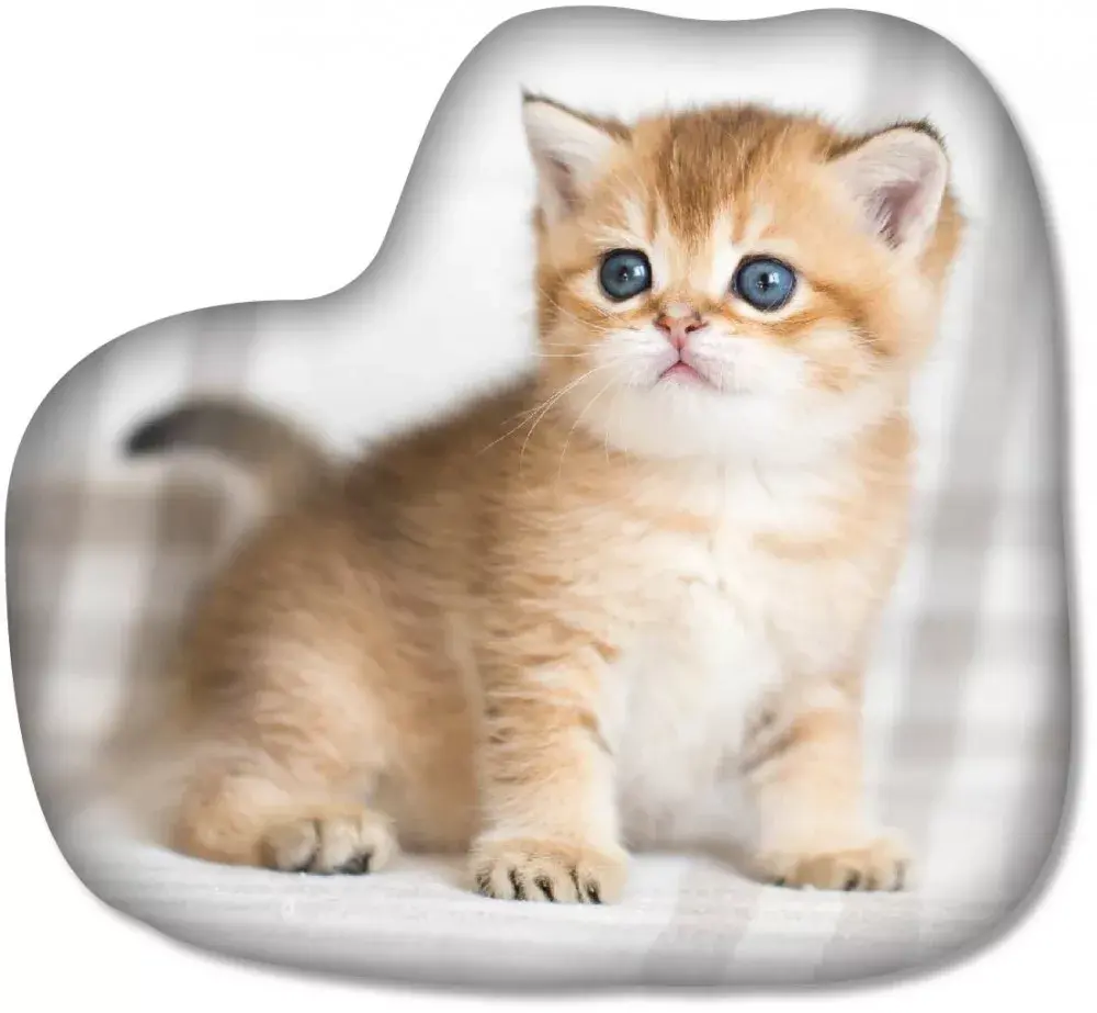 Kitten rood met blauwe ogen 3D kussen