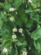 IMG_8842.JPEG