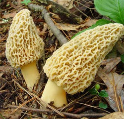 Morel Hunting