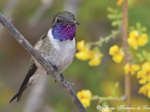 Picaflor de Arica en Peligro Crítico de Extinción