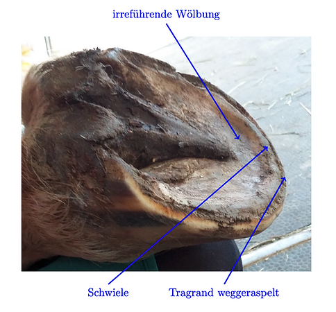 haflinger_VL_schraeg_20220917