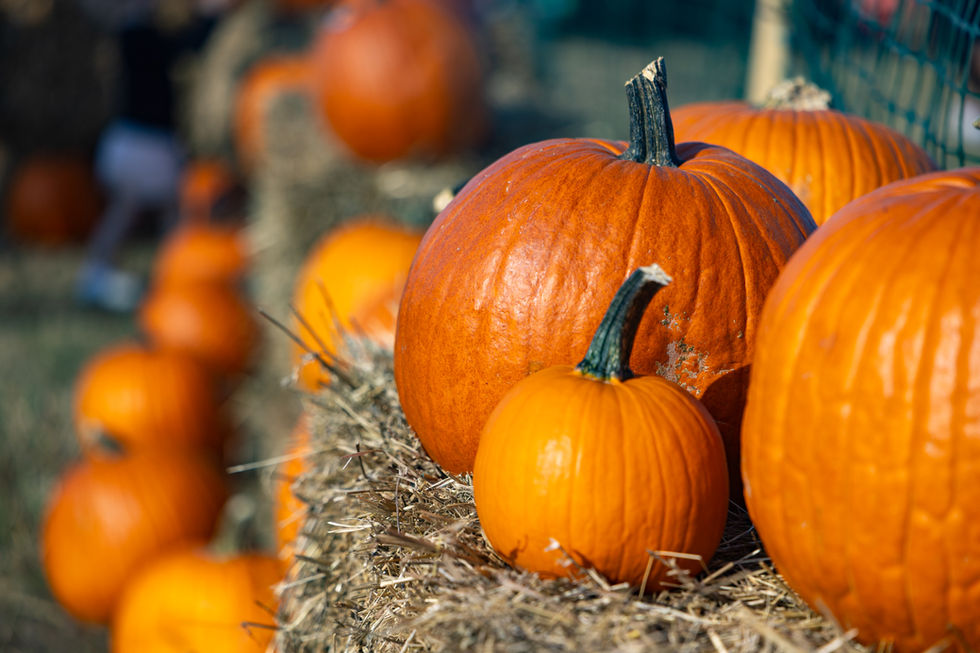 Tribute_Fall_2025_bex-38