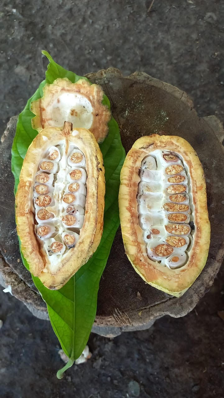 Thumbnail: Ceremonial Cacao - Cacao Blanco - Mexico
