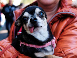 Le Chihuahua