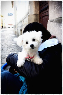 Peluche.