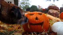 Halloween.. Bouh..Même pas peur !