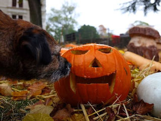 Halloween.. Bouh..Même pas peur !