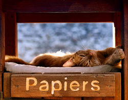 Chat.