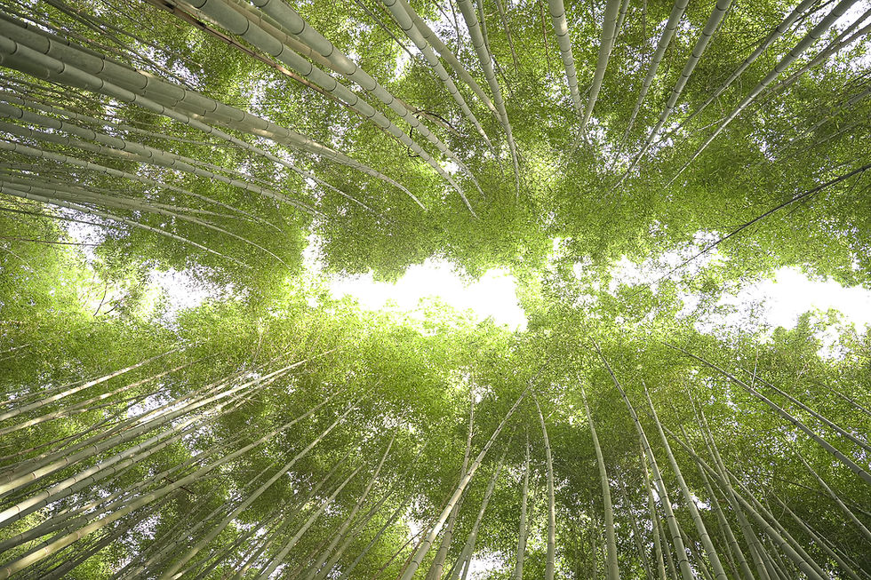 Kyoto bamboo forest travel .jpg