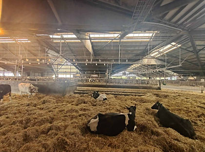 Dobrostan w Danii vs w Polsce