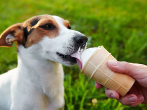 Can Dogs Eat Ice Cream?