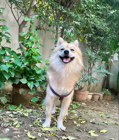 WhatsApp Image 2022-10-17 at 10.26.12 (1).jpeg