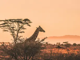 Safari i Kenya!