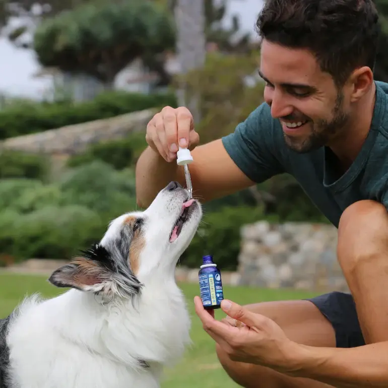 Thumbnail: Pet tincture - 500mg CBD