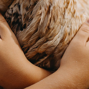 Defekttől a világ legszebb barátságáig - Így ismertem meg Fannit és Franciskát, a tyúkot