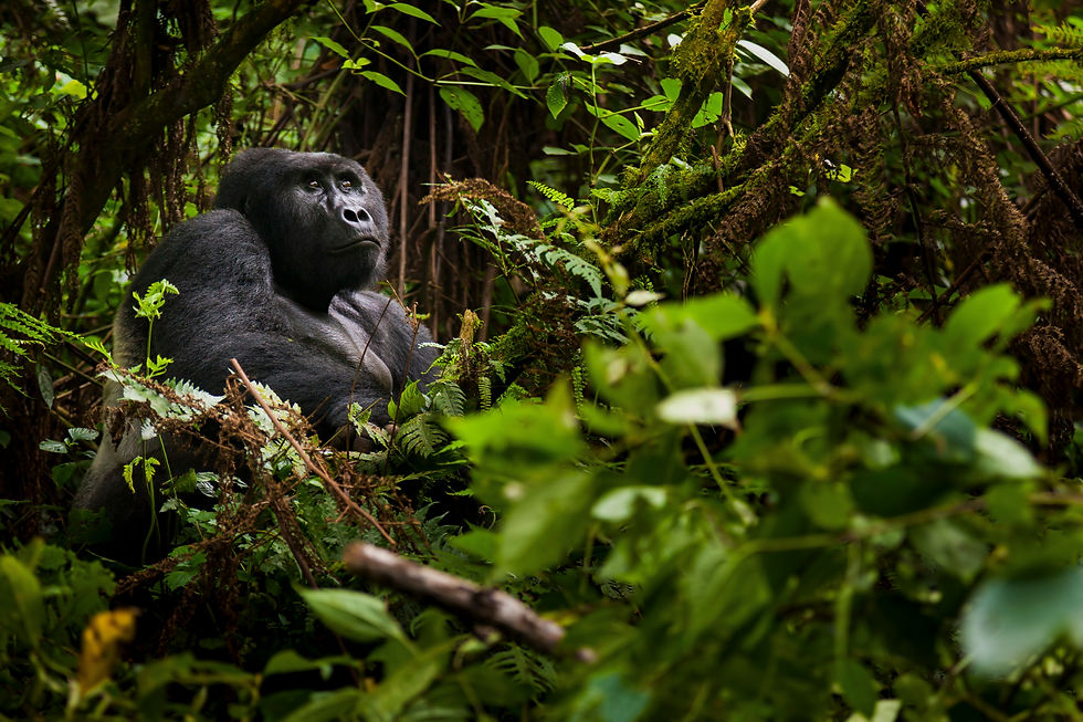 Gorilla Trekking Adventure Podcast Episode by Armchair Explorer
