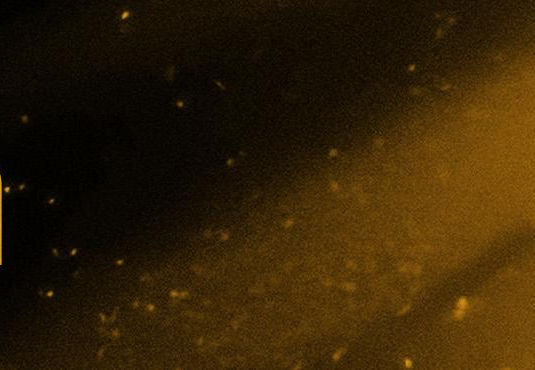 November 9 | Isaiah 1:1-4, 10-20, 5:1-13