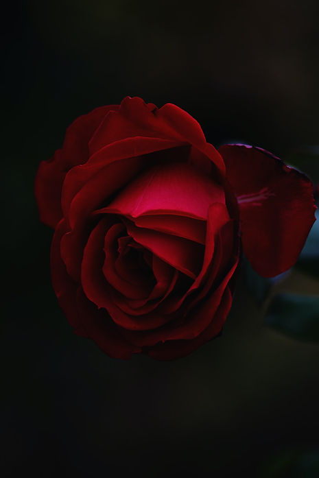 Kusumina_Rose_Red